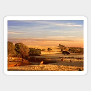 Sheep Grazing at Sunset, Kanmantoo, South Australia Sticker